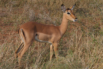 Schwarzfersenantilope / Impala / Aepyceros melampus