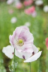 White flowering poppies in the garden, vertically.