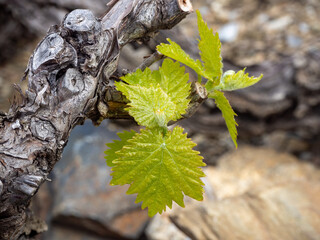 Débourrement, ouverture des bourgeons, les premières feuilles des pieds de vigne apparaissent,...