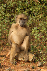 Bärenpavian / Chacma Baboon / Papio ursinus.