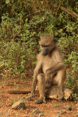 Bärenpavian / Chacma Baboon / Papio ursinus.