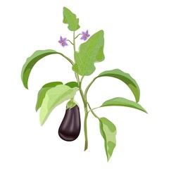 Branch with ripe eggplant and flowers. Aubergine, brinjal, nightshade family. Fresh organic and healthy, vegetarian vegetables. Vector illustration isolated on white background.