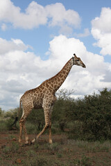 Fototapeta premium Giraffe / Giraffe / Giraffa Camelopardalis