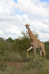 Giraffe / Giraffe / Giraffa Camelopardalis