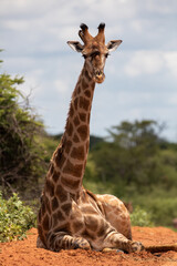 Giraffe Sitting