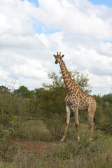 Giraffe / Giraffe / Giraffa Camelopardalis