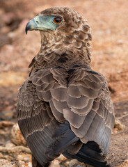 Juvenile Bateleur Eagle