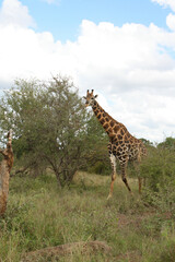 Giraffe / Giraffe / Giraffa Camelopardalis
