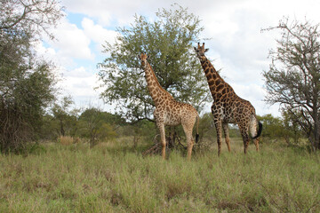 Obraz premium Giraffe / Giraffe / Giraffa Camelopardalis