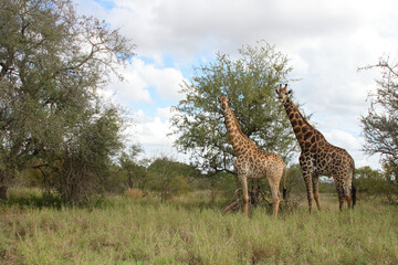 Giraffe / Giraffe / Giraffa Camelopardalis
