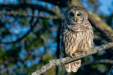 Barred Owl at Sunrise