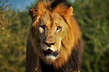 Fototapeta premium Male Lion