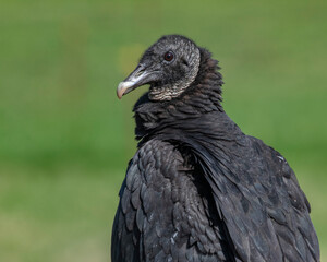 Vulture perched on a Fence