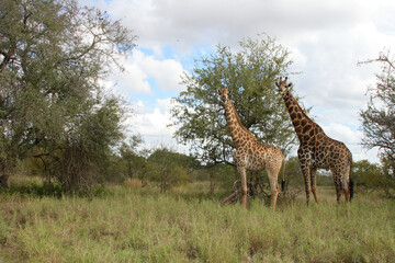 Giraffe / Giraffe / Giraffa Camelopardalis