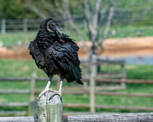 Vulture perched on a Fence