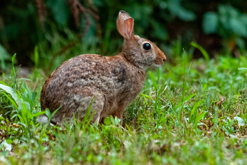 Naklejka na ściany i meble Eastern Cottontail rabbit sitting in the grass