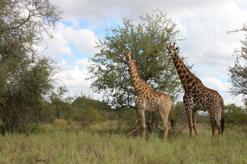 Fototapeta premium Giraffe / Giraffe / Giraffa Camelopardalis