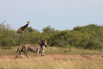 Fototapeta na wymiar Giraffe und Steppenzebra / Giraffe and Burchell's zebra / Giraffa Camelopardalis et Equus burchellii