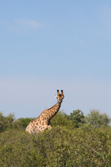 Giraffe / Giraffe / Giraffa Camelopardalis