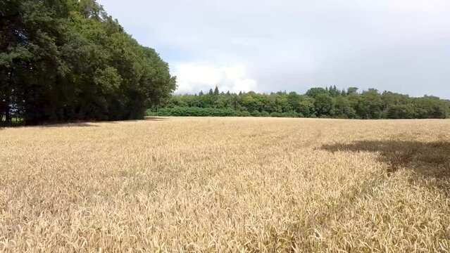 Survol champ de bl&eacute;