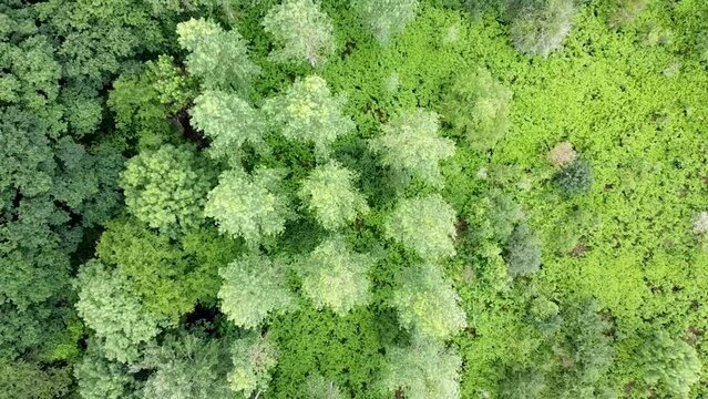 Survol for&ecirc;t, vall&eacute;e, plantation