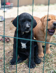 Small black dog and brown shar pei puppy