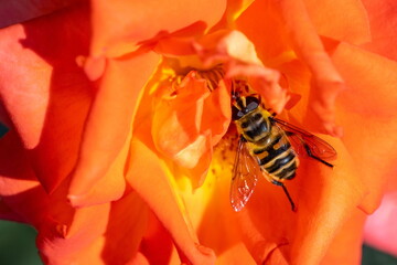 Drone fly (Eristalis tenax) on flower under sunlight