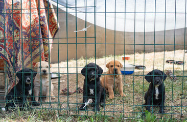 Small black dogs and brown shar pei puppies in cage