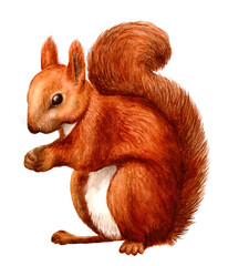 red squirrel sitting realism watercolor white background - obrazy, fototapety, plakaty