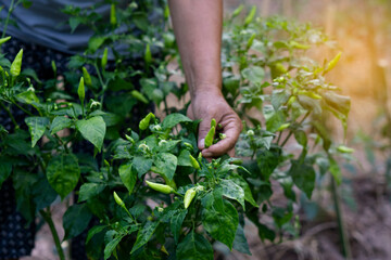 Closeup gardener's hands are picking and checking growth and disease of chilies in garden. Concept : Agriculture. Thai farmers or villagers grows organic  local chilies for eating, sharing or selling 