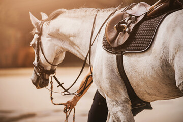 A beautiful gray horse with a bridle on its muzzle and with a saddle, a saddlecloth and a stirrup...