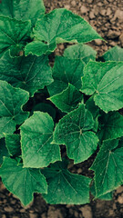 Leaves of cucumber plant growing in garden, seedlings in farmer's garden