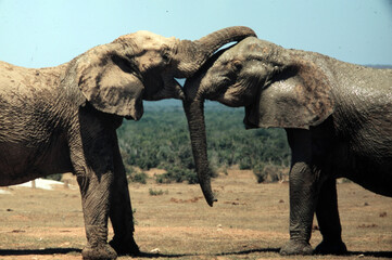 Elephant embrace