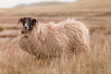The sheep graze in the hills