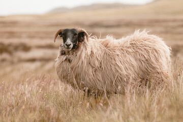 The sheep graze in the hills