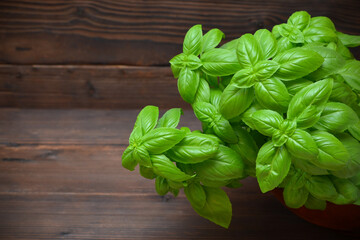 potted basil plant on wooden background, copy space