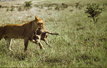 Obraz na płótnie Canvas Lioness with kill