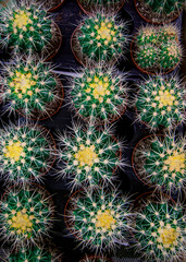top view of a green prickly cactus with sharp and white spiked needles in pots, suitable for design and interior
