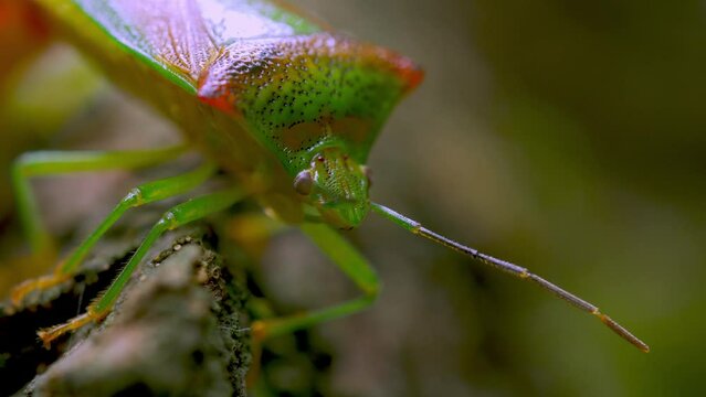 Beetles Stink Bug Close-up