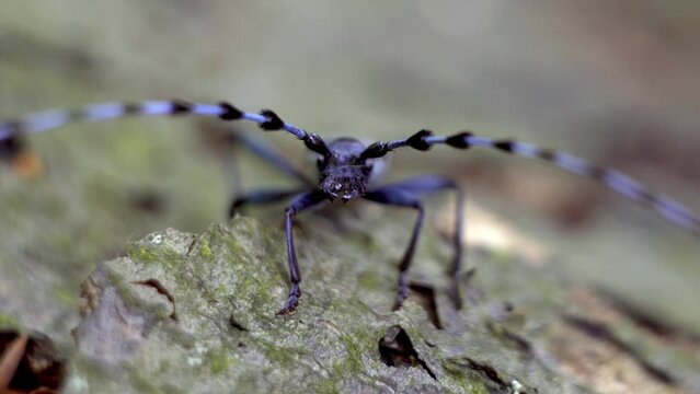 Close-up of Rosalia Longicorn (Rosalia Alpina) or Alpine Long-horned Beetle