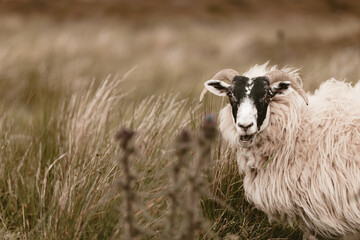 Fototapeta premium The sheep graze in the hills