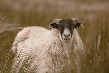 The sheep graze in the hills