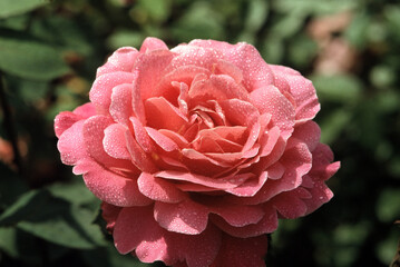 Pink rose with dew