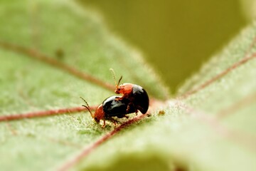 Bug Mating On A Leaf