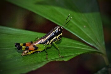 Grasshopper On A Leaf...