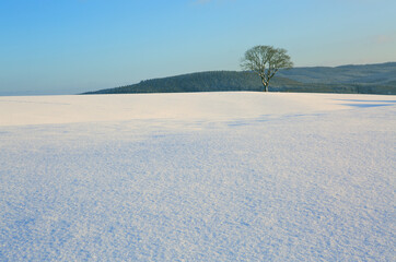 Single winter tree in the field and snowfall.