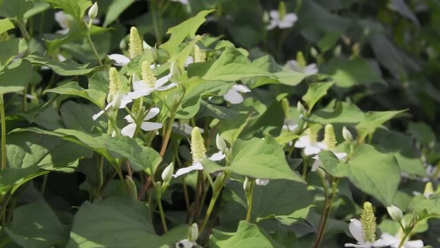 ドクダミの花