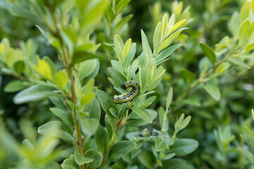Detail of a caterpillar on a buxus leaf.