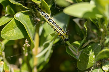 Detail of a caterpillar on a buxus leaf.