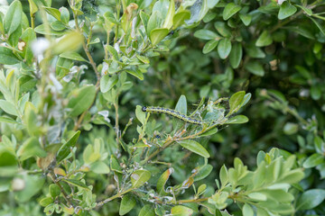 Detail of a caterpillar on a buxus leaf.